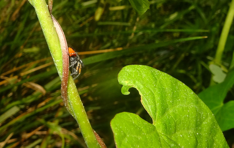 Philaeus chrysops, maschio - Fraz. San Nicol (TN)